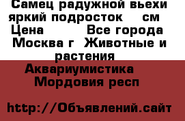 Самец радужной вьехи яркий подросток 15 см › Цена ­ 350 - Все города, Москва г. Животные и растения » Аквариумистика   . Мордовия респ.